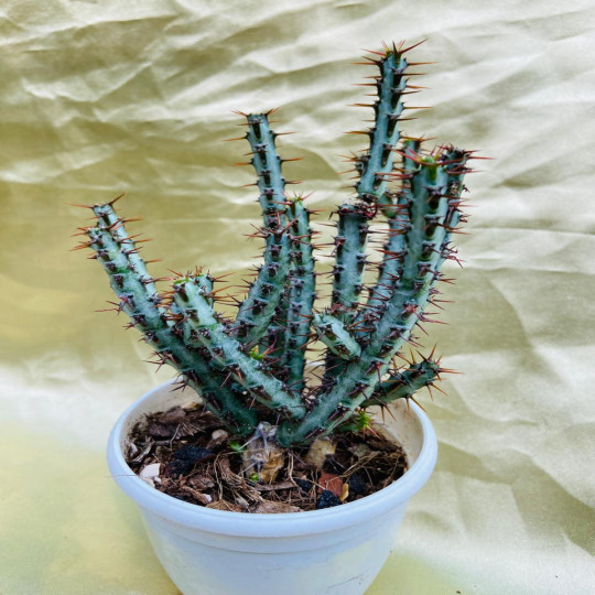 Euphorbia aeruginosa