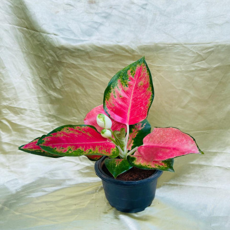 Aglaonema Red Desire