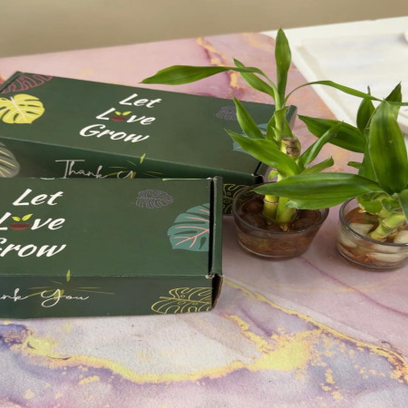 Lucky bamboo box