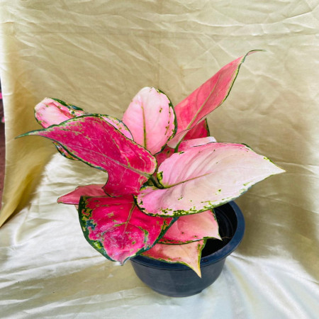 Aglaonema Beauty