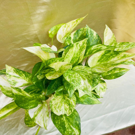 Gold king pothos