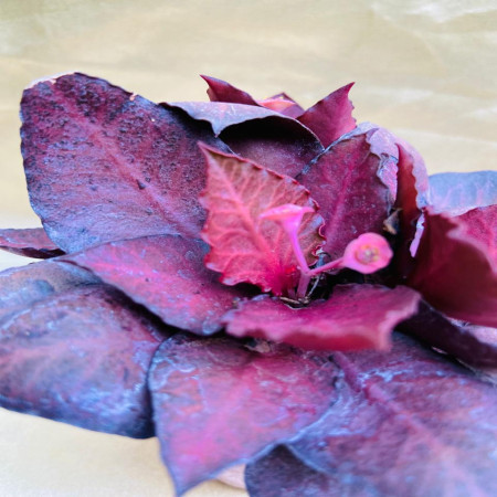 Euphorbia francoisii ‘Red jade’