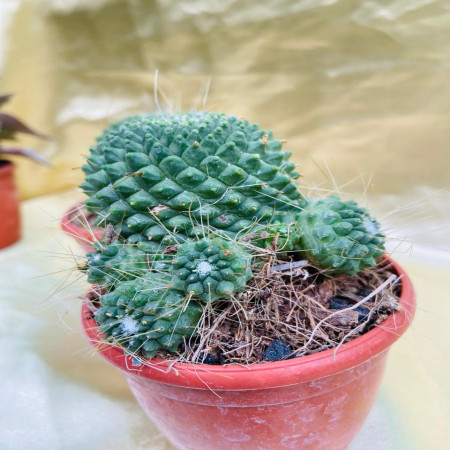 Cacti Mammillaria Polythele - Teluca