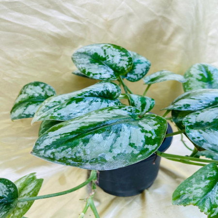 Satin pothos