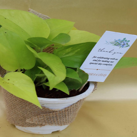 Pothos Wrapped With Jute