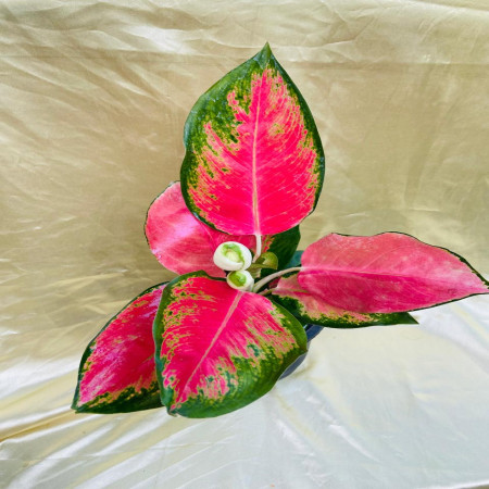 Aglaonema Red Desire