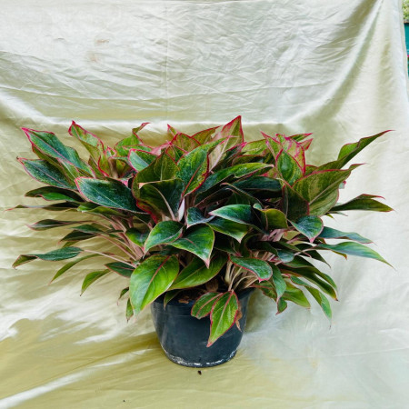 Aglaonema lipstick multiple shoot