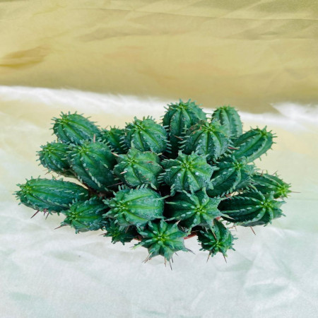 Euphorbia ferox
