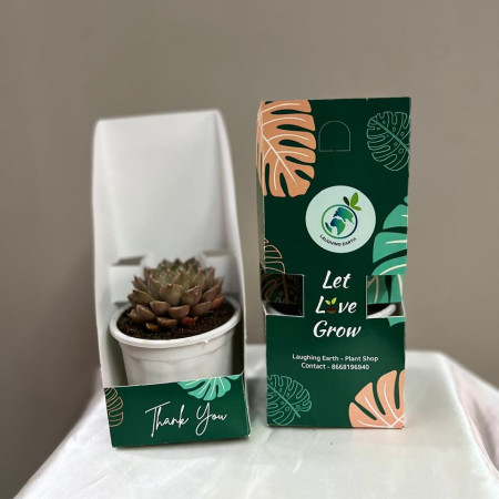Succulent with premium box packing