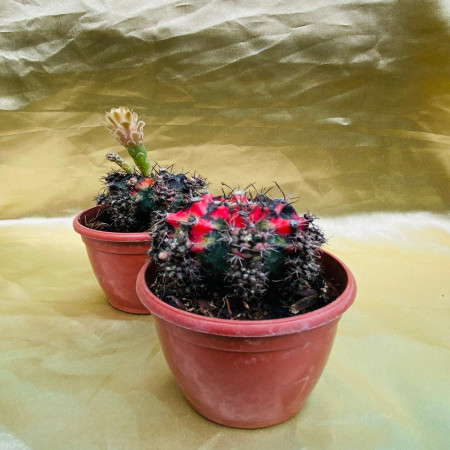 Gymnocalycium mihanovichii ‘Red’