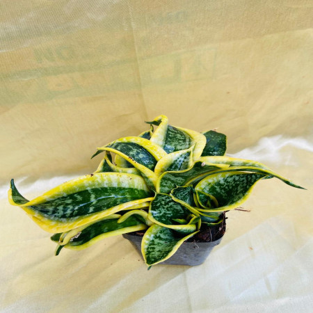 Sansevieria trifasciata